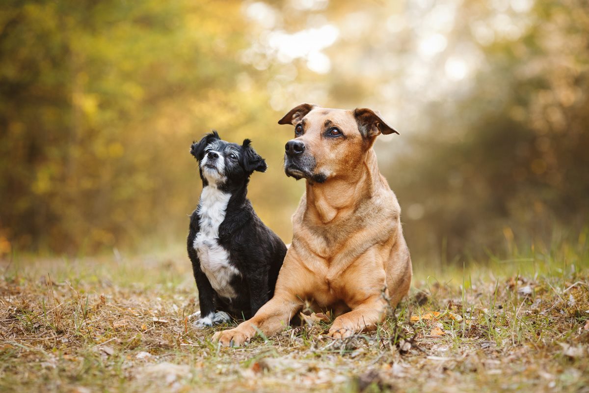 Spanischer Straßenhund Tierschutzhund Hundefotografie Tierfotograf Fotoshooting