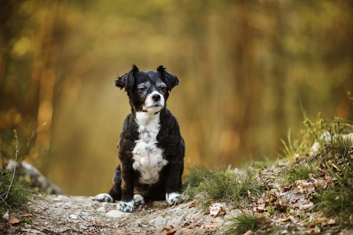 Spanischer Straßenhund Tierschutzhund Hundefotografie Tierfotograf Fotoshooting
