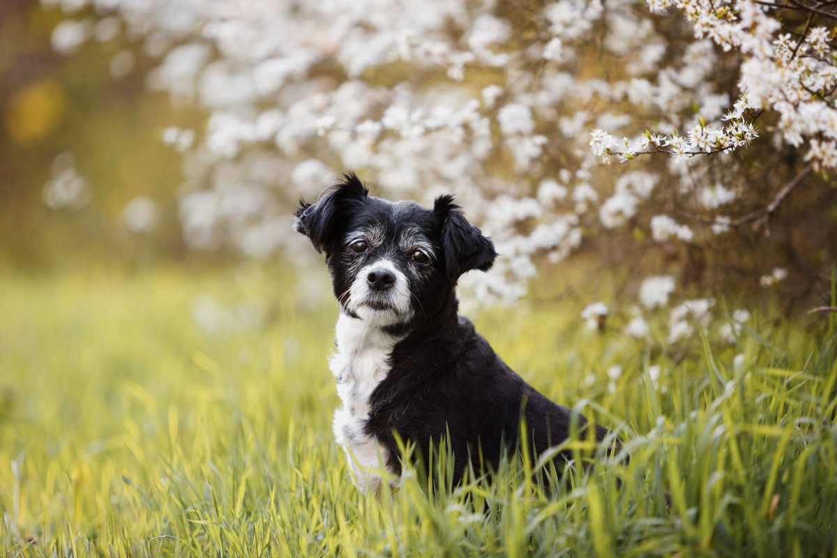 Spanischer Straßenhund Tierschutzhund Hundefotografie Tierfotograf Fotoshooting