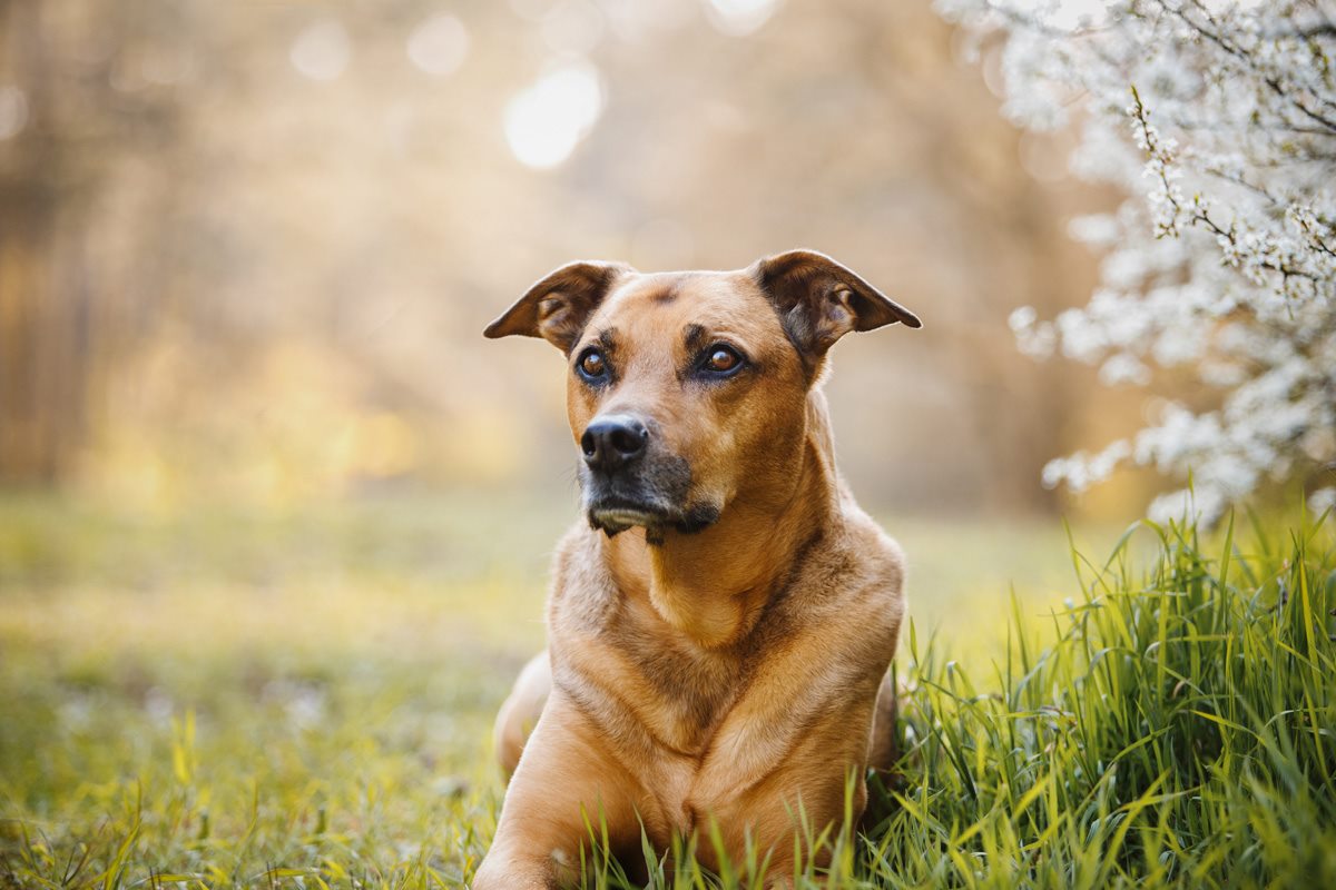 Spanischer Straßenhund Tierschutzhund Hundefotografie Tierfotograf Fotoshooting