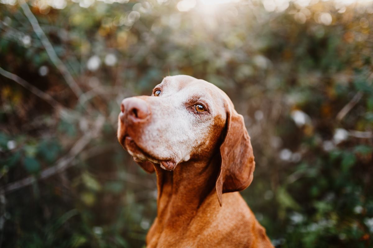 Regenbogen-Fotoshooting-Magyar-Vizsla-Sandor (1)