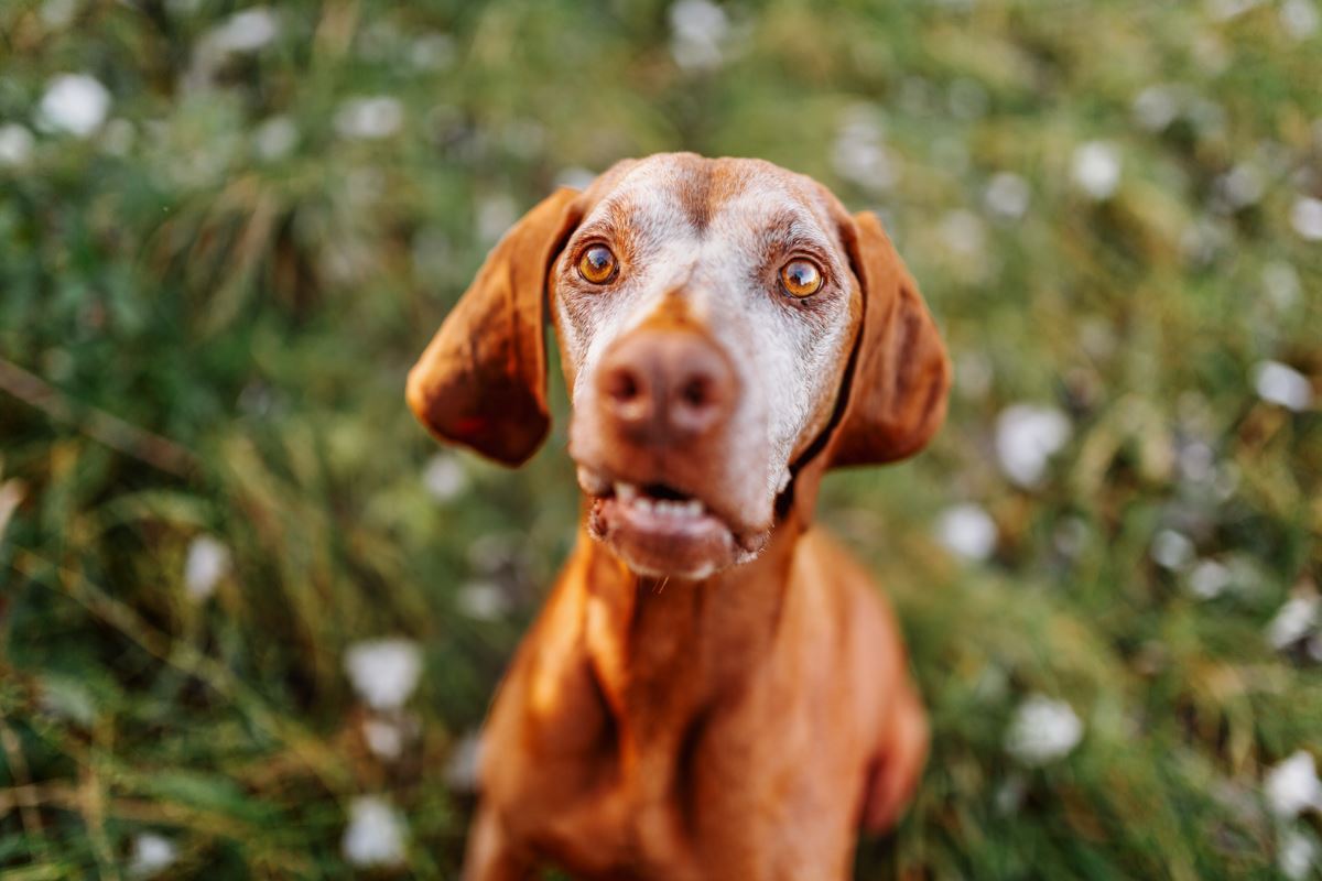 Regenbogen-Fotoshooting-Magyar-Vizsla-Sandor (2)