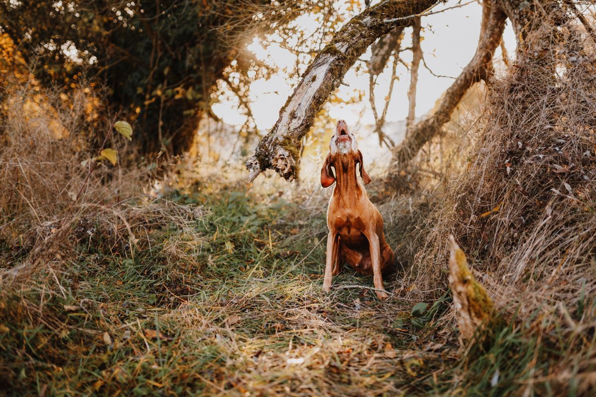 Regenbogen-Fotoshooting-Magyar-Vizsla-Sandor (3)