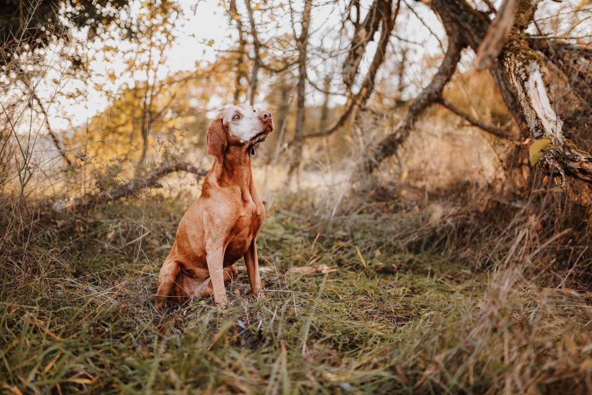 Regenbogen-Fotoshooting-Magyar-Vizsla-Sandor (4)