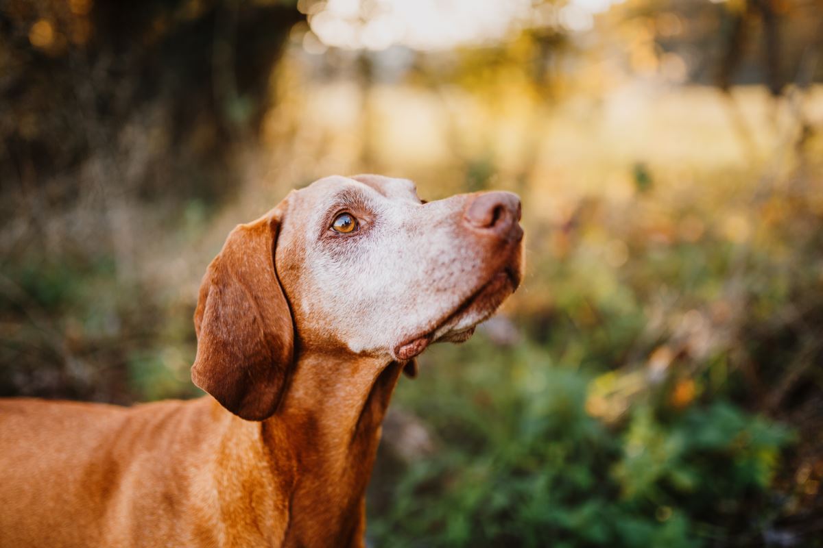 Regenbogen-Fotoshooting-Magyar-Vizsla-Sandor (5)