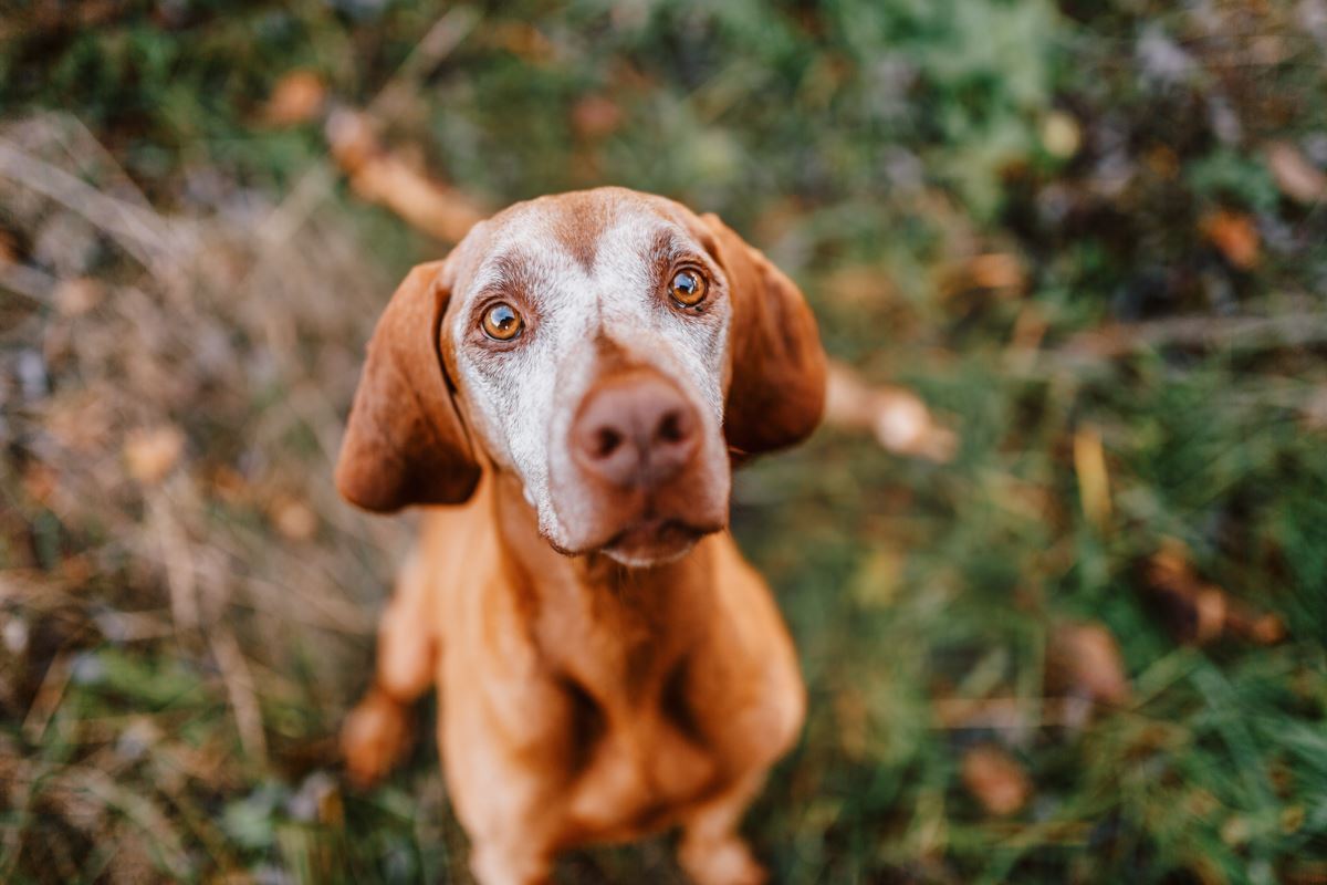 Regenbogen-Fotoshooting-Magyar-Vizsla-Sandor (6)