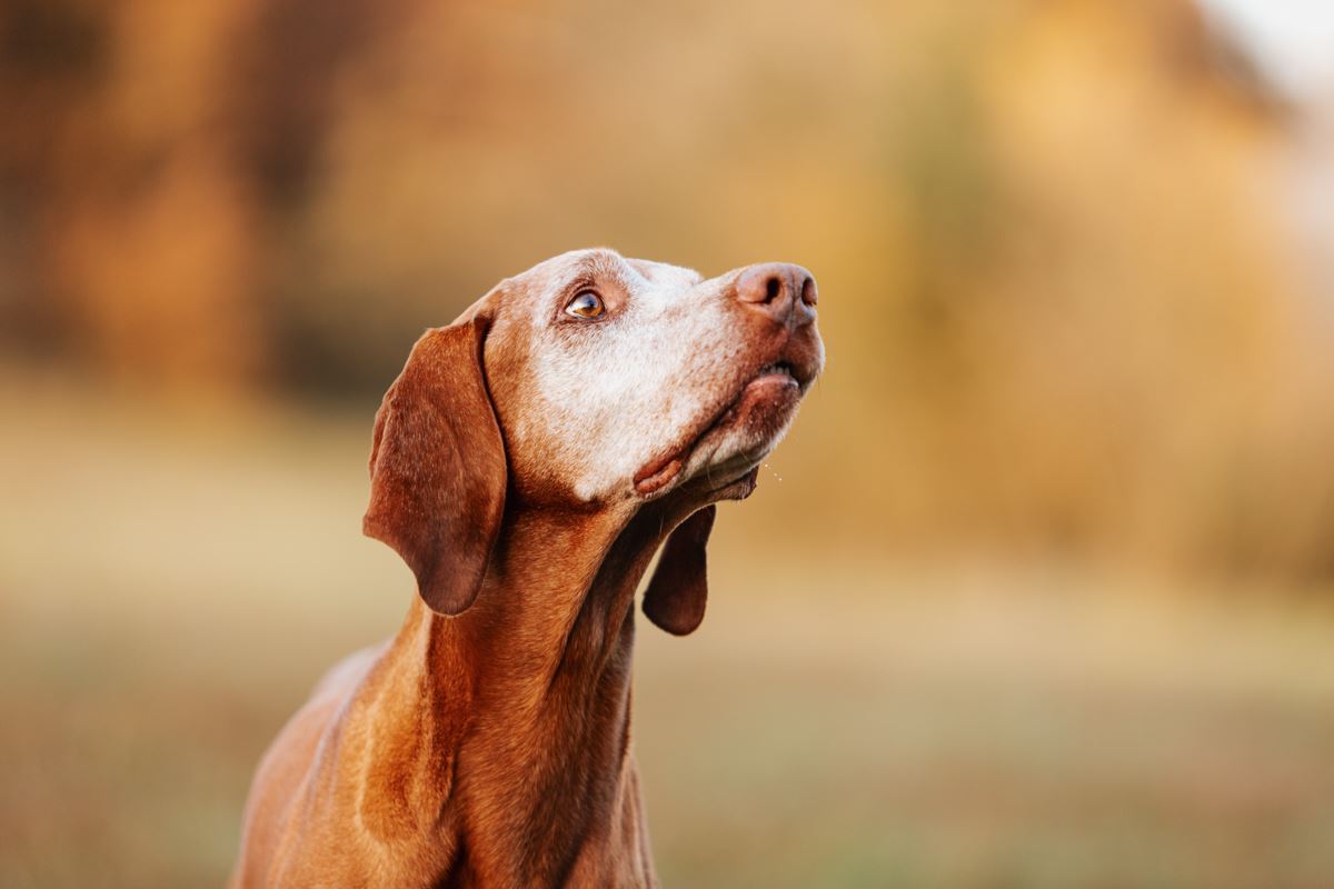 Regenbogen-Fotoshooting-Magyar-Vizsla-Sandor (7)