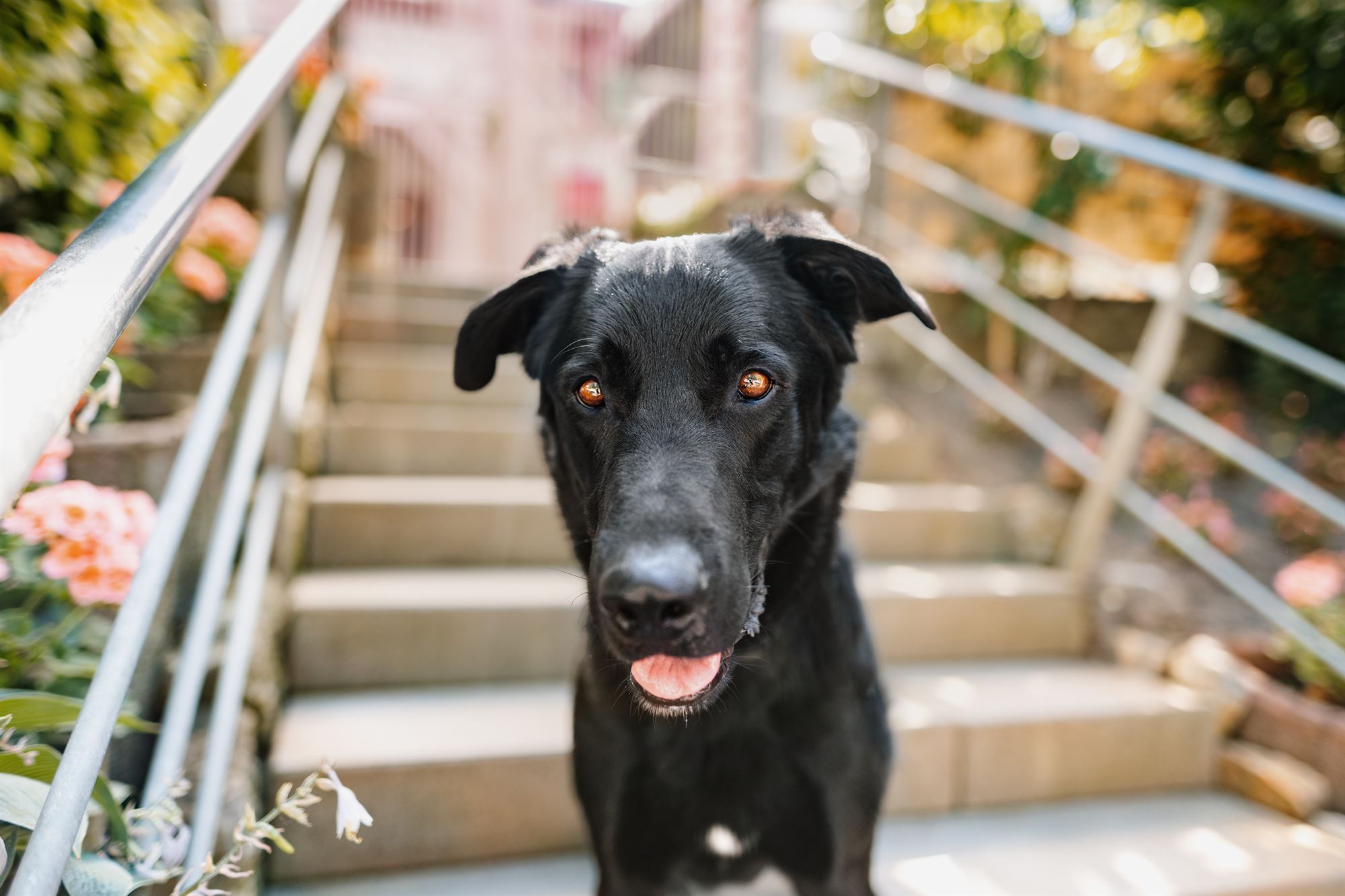 Haustier-Hundefotoshooting-Tierfotograf-Fotograf-Tierfotografie-Hundefotograf-Bamberg-Würzburg-Schweinfurt-Kitzingen-Tierschutzhund-Tierschutz-Hund-Schnauzer-Schnauzermix