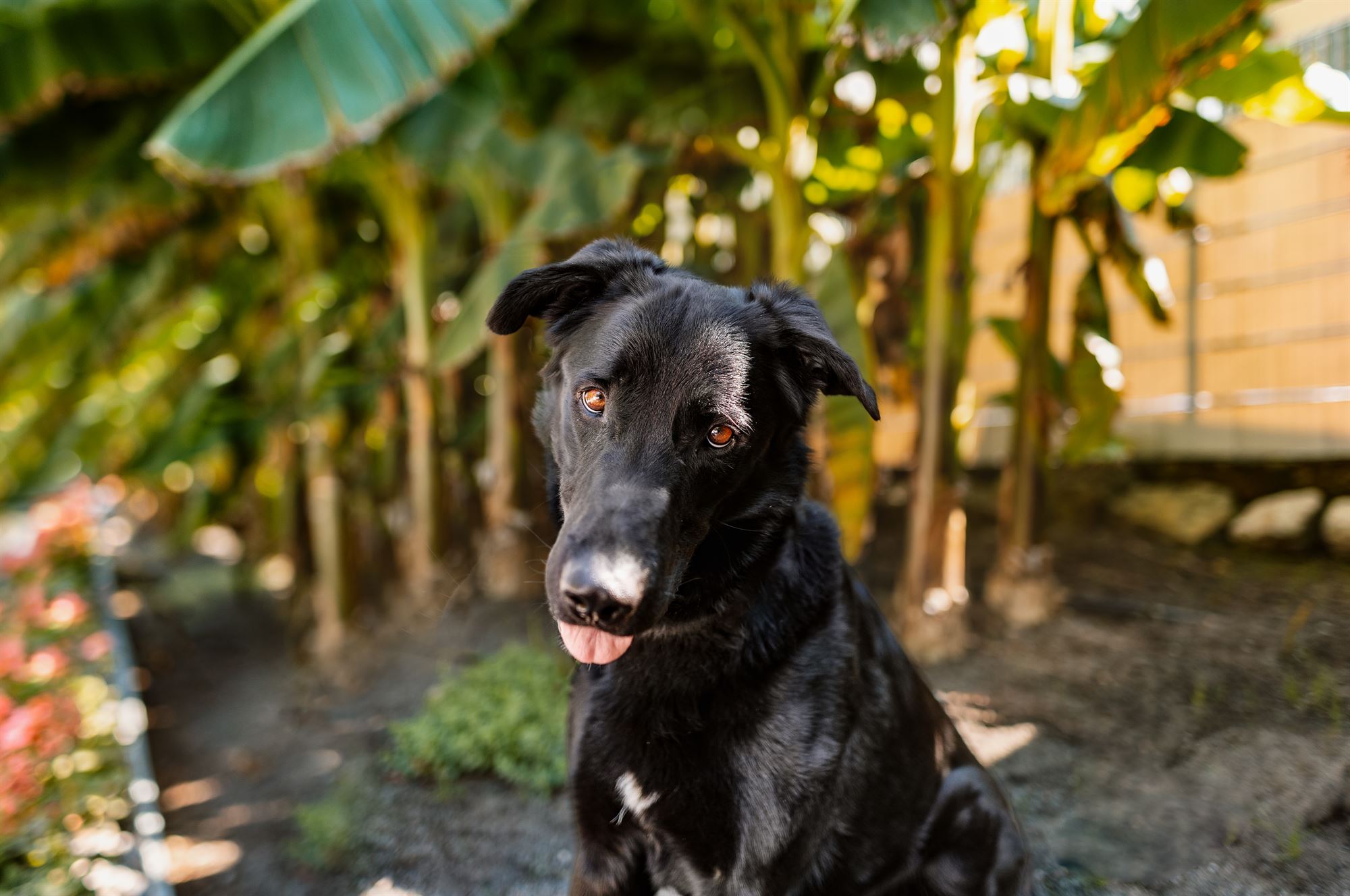 Haustier-Hundefotoshooting-Tierfotograf-Fotograf-Tierfotografie-Hundefotograf-Bamberg-Würzburg-Schweinfurt-Kitzingen-Tierschutzhund-Tierschutz-Hund-Schnauzer-Schnauzermix