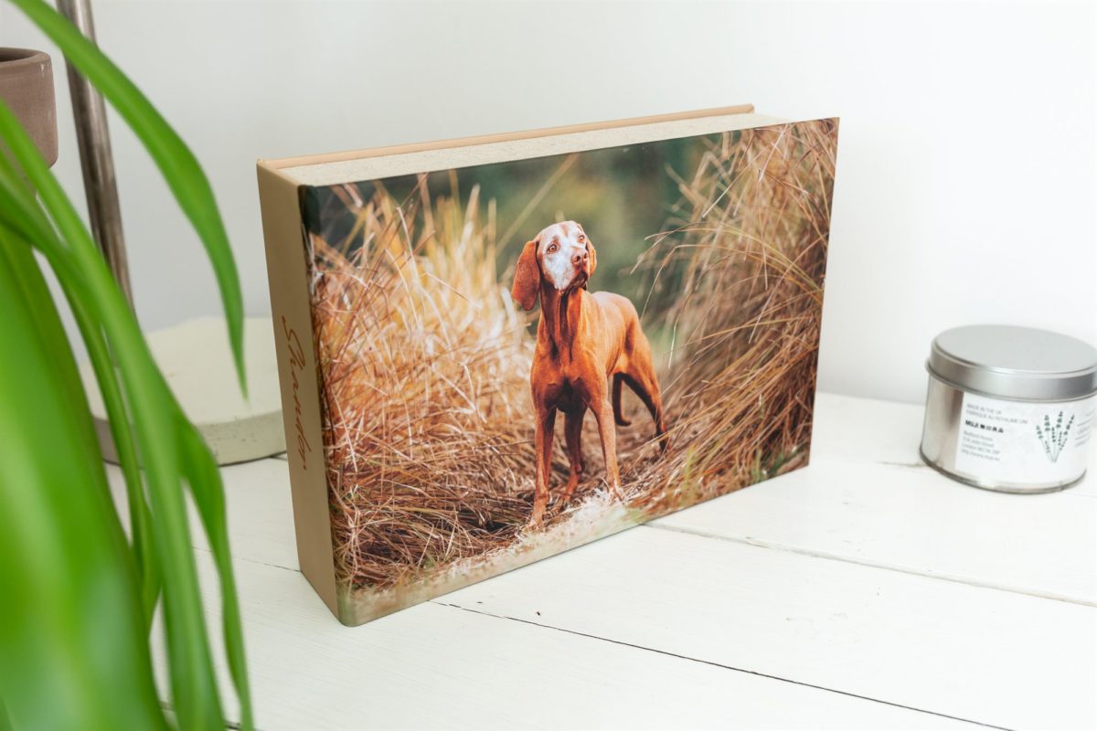 Vizsla Fotoshooting Box