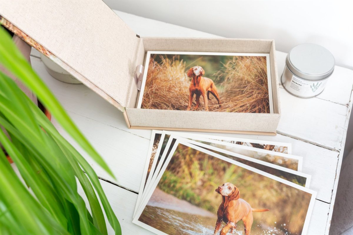 Vizsla Fotoshooting Box
