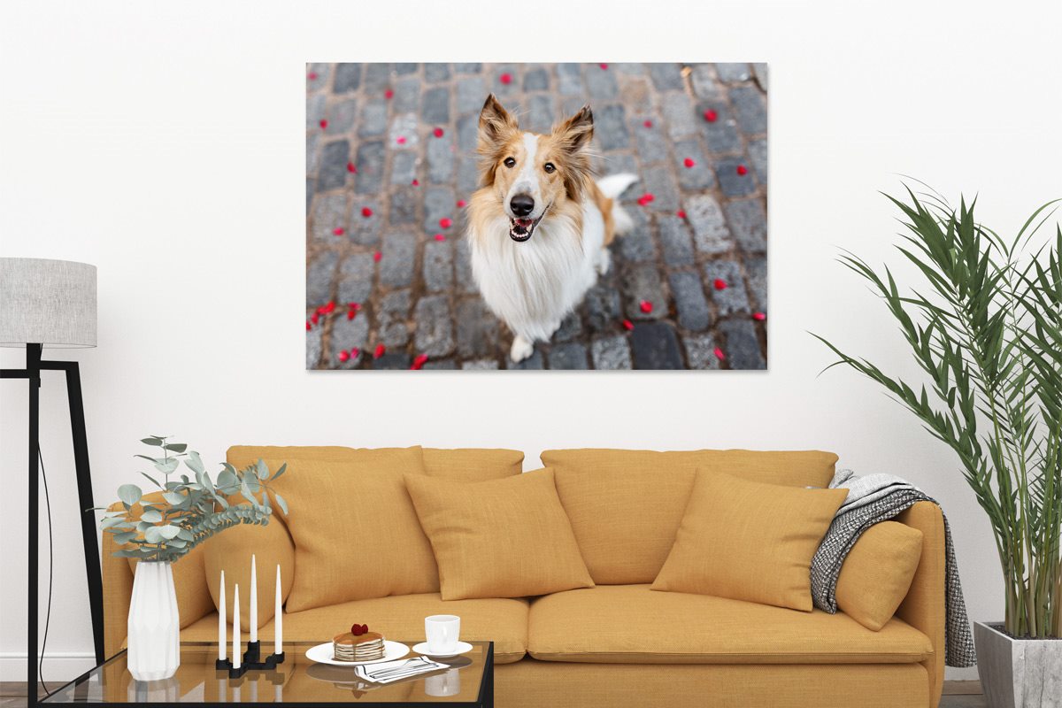 Wandbild-Leinwand-Alu-Hund Wandbild-Leinwand-Alu-Hund