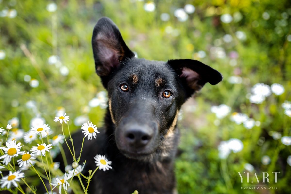 Woody-Tierschutz-Tierschutzhund-Tierrettung-Rumänien-Breasta (3)-max