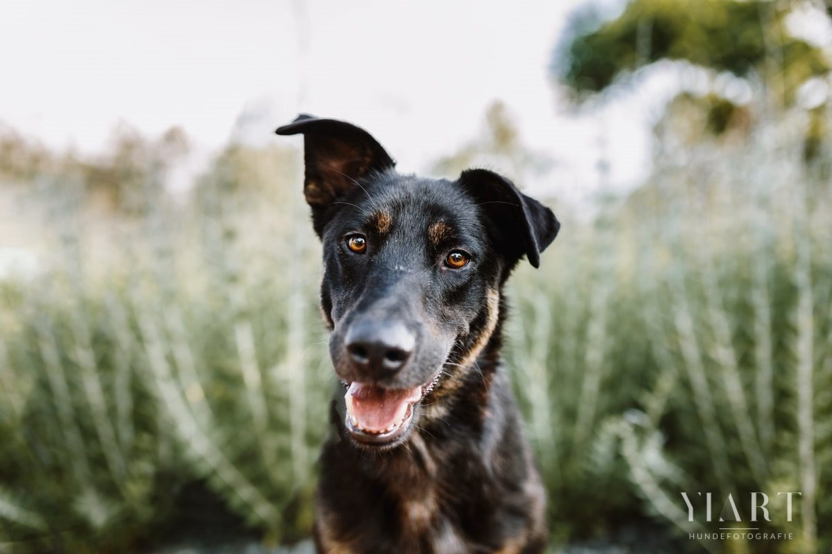 Woody-Tierschutz-Tierschutzhund-Tierrettung-Rumänien-Breasta (3)-max