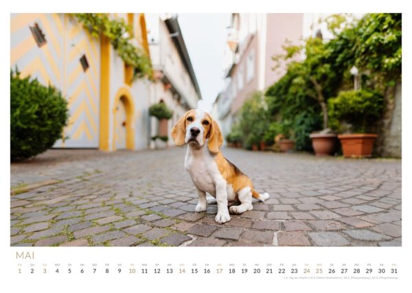 Beaglewelpe Benni entdeckt die bunten Gassen von Karlstadt   Kalendervorschau