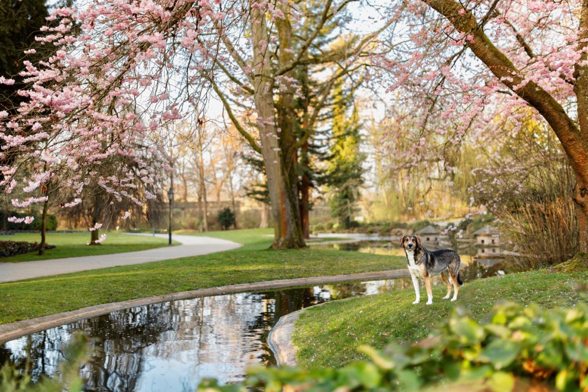 Würzburg-Hunde-Kalender-Tierheim-2023-Tierschutz (13)