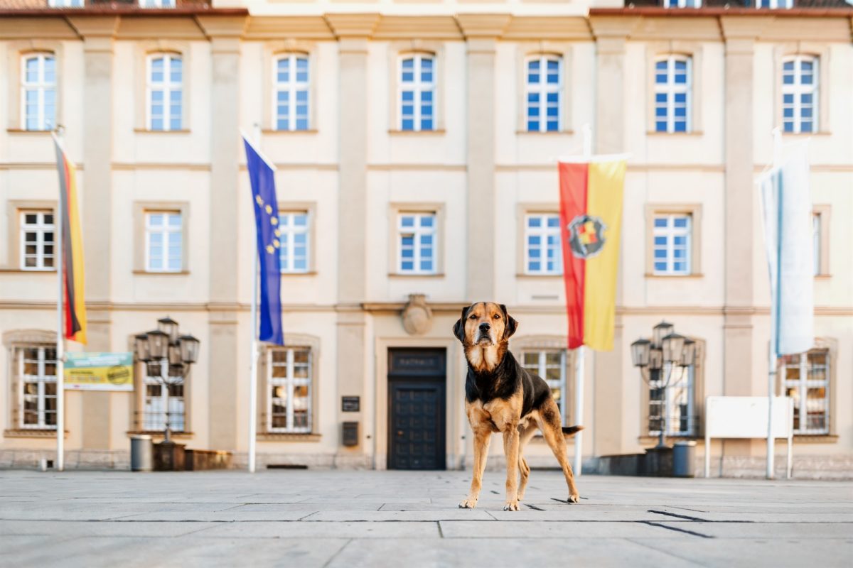 Würzburg-Hunde-Kalender-Tierheim-2023-Tierschutz (3)