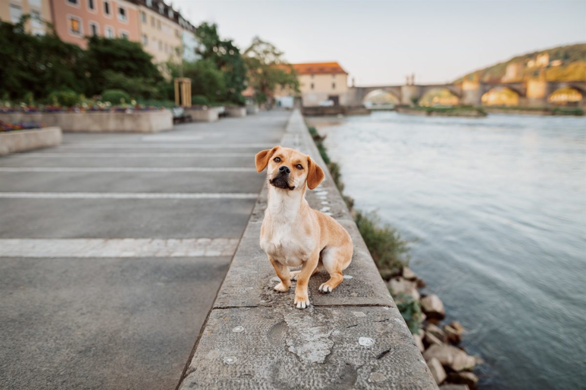 Würzburg-Hunde-Kalender-Tierheim-2023-Tierschutz (3)