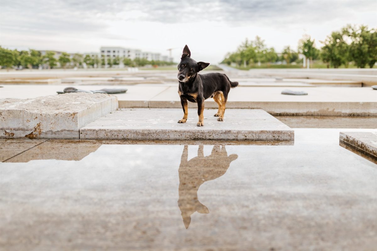 Würzburg-Hunde-Kalender-Tierheim-2023-Tierschutz (3)