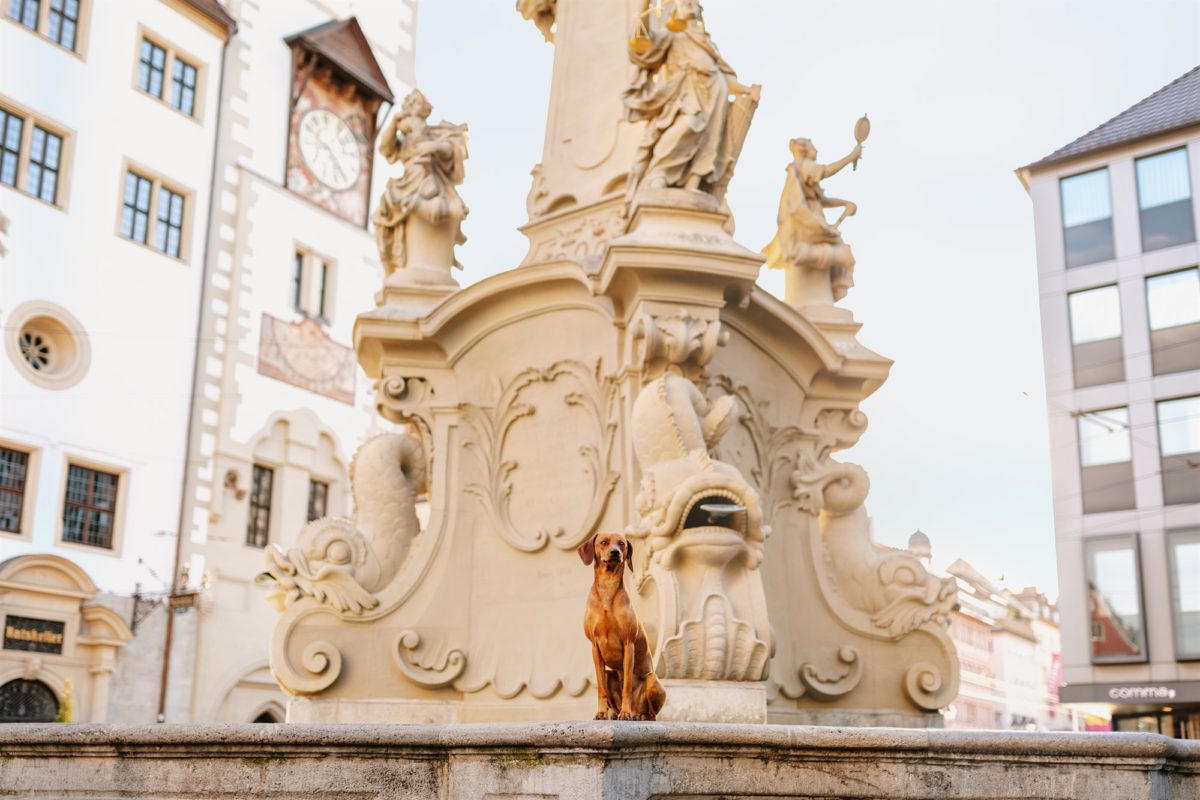 Würzburg-Hunde-Kalender-Tierheim-2023-Tierschutz (3)