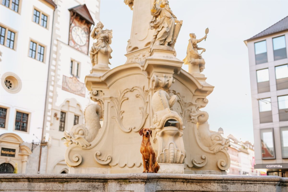 Würzburg-Hunde-Kalender-Tierheim-2023-Tierschutz (3)