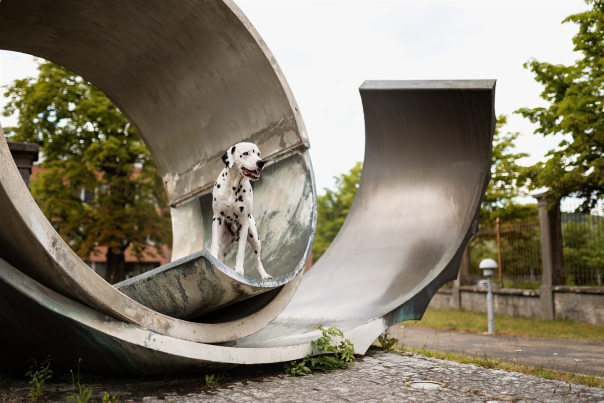 Würzburg-Hunde-Kalender-Tierheim-2023-Tierschutz-Dalmatiner