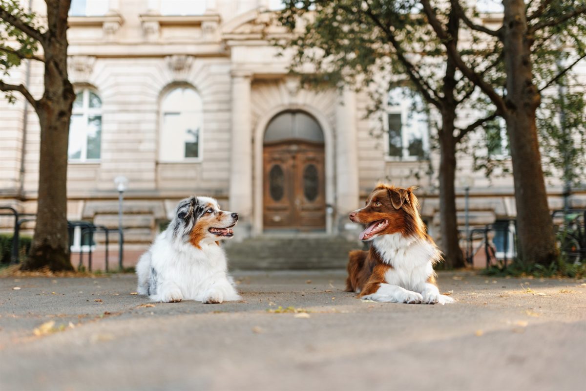 Würzburg-Hunde-Kalender-Tierheim-2023-Tierschutz-australian-shepherd