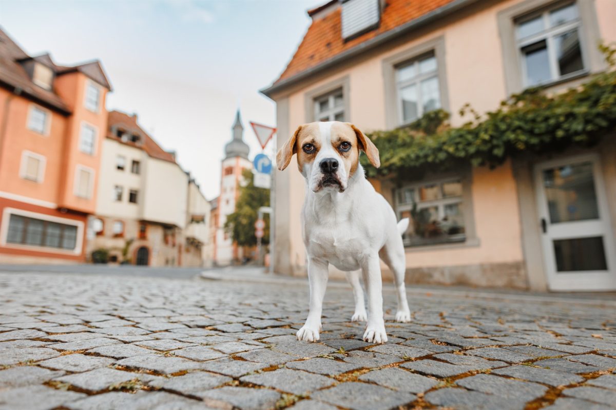 Würzburg-Hunde-Kalender-Tierheim-2023-Tierschutz-beagle-französische-bulldogge-mix
