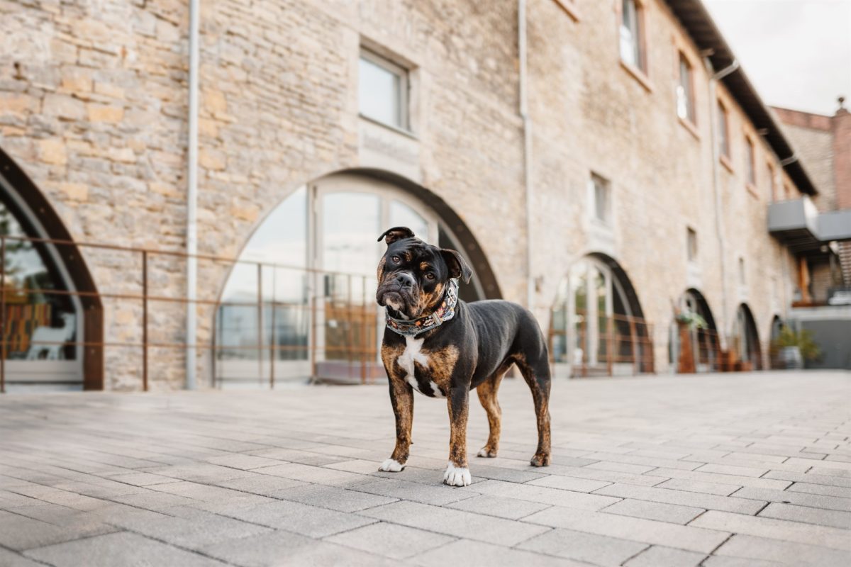 Würzburg-Hunde-Kalender-Tierheim-2023-Tierschutz-ole-english-bulldog