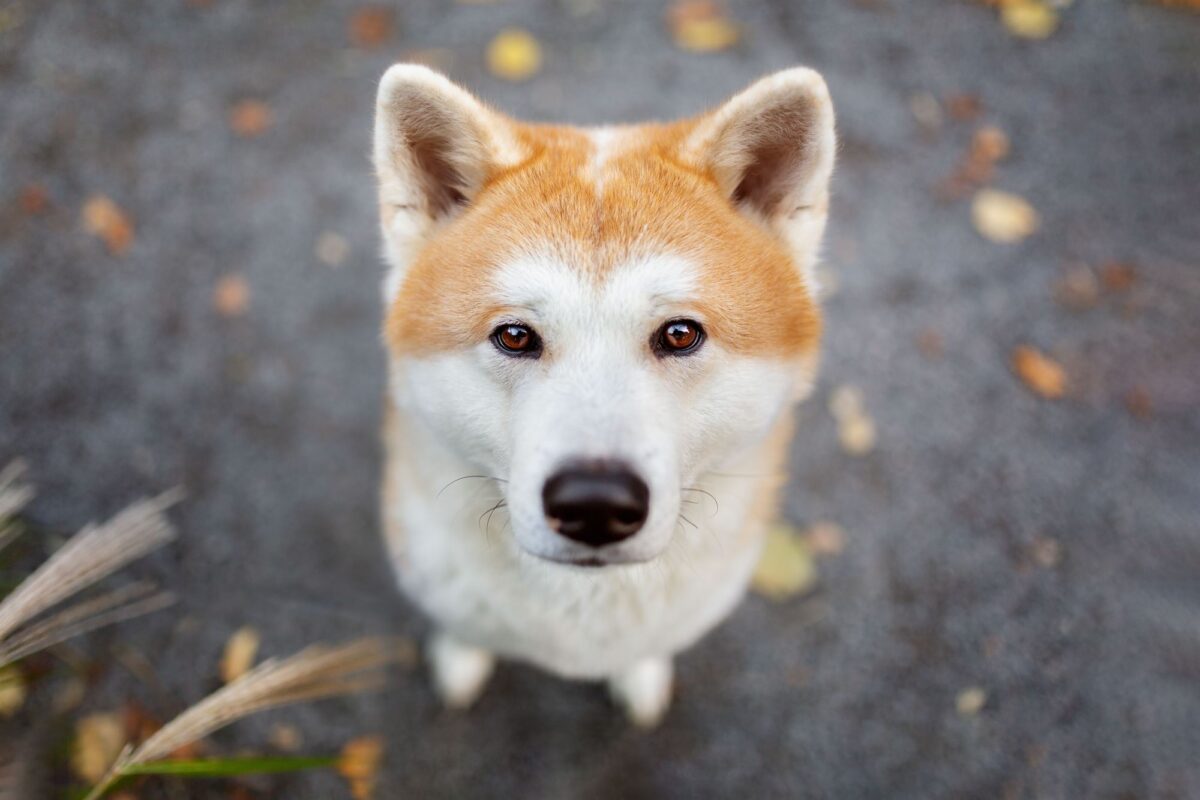YIART Hundefotografie Yasemin Ikibas Fotoshooting Hund Akita Inu Würzburg