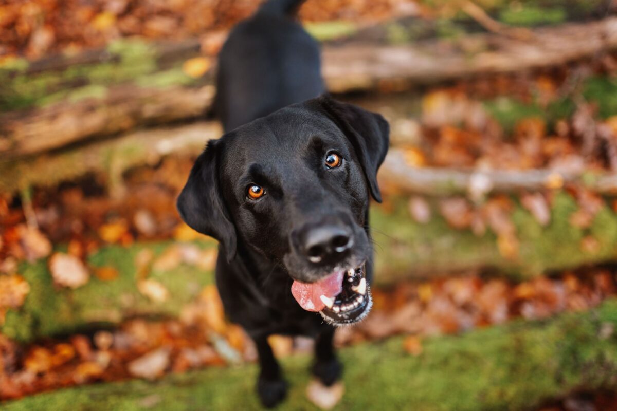 Hunde Fotoshooting mit Labrador in Würzburg, Bamberg & Main-Spessart