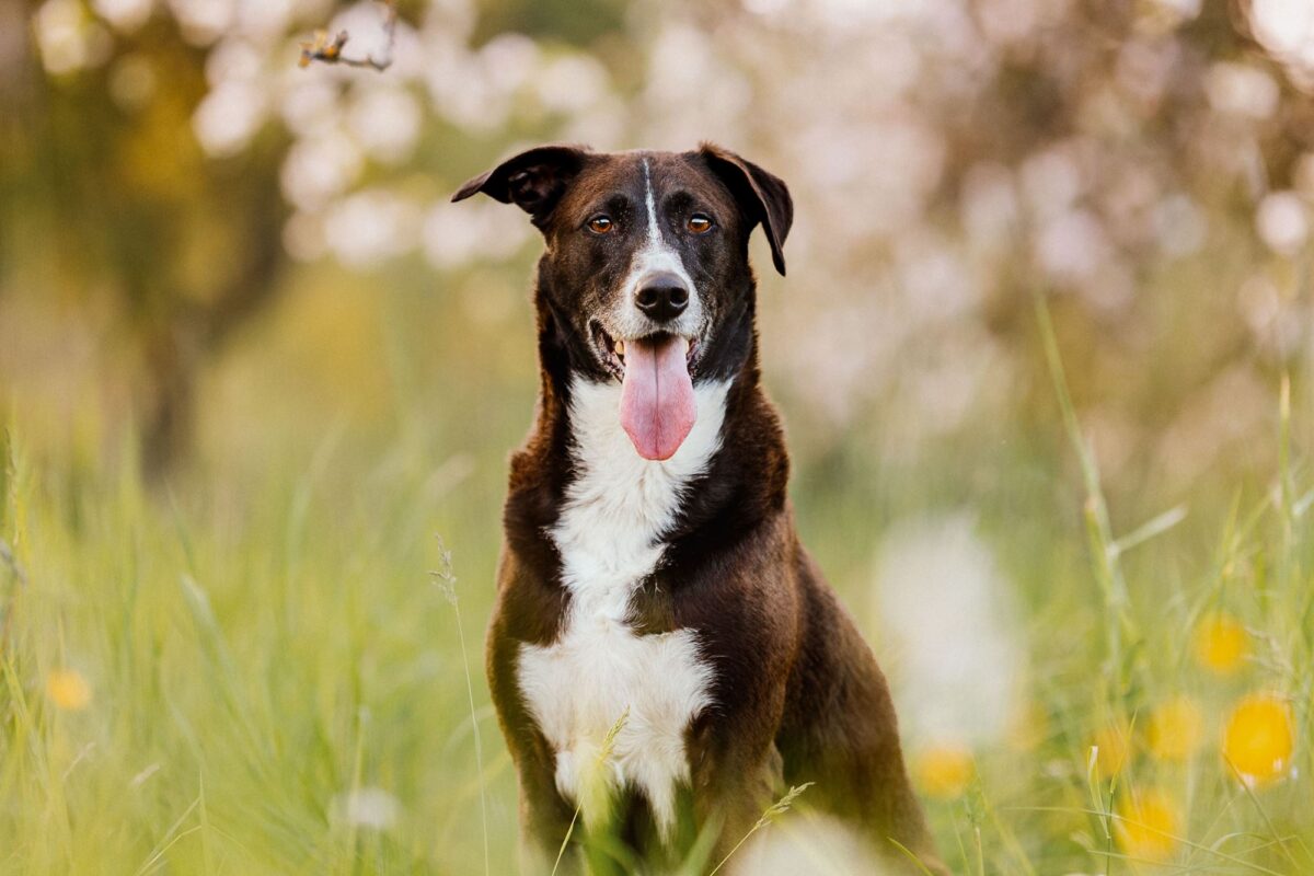 Hunde Fotoshooting Tierschutzhund in Würzburg, Bamberg & Main-Spessart Portrait