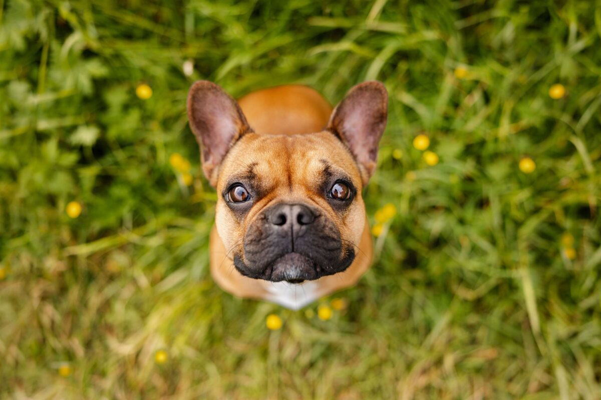 Hunde Fotoshooting Französische Bulldogge in Würzburg, Bamberg & Main-Spessart Portrait