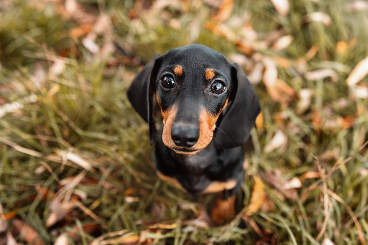 Hunde Fotoshooting Zwergdackel Portrait oben