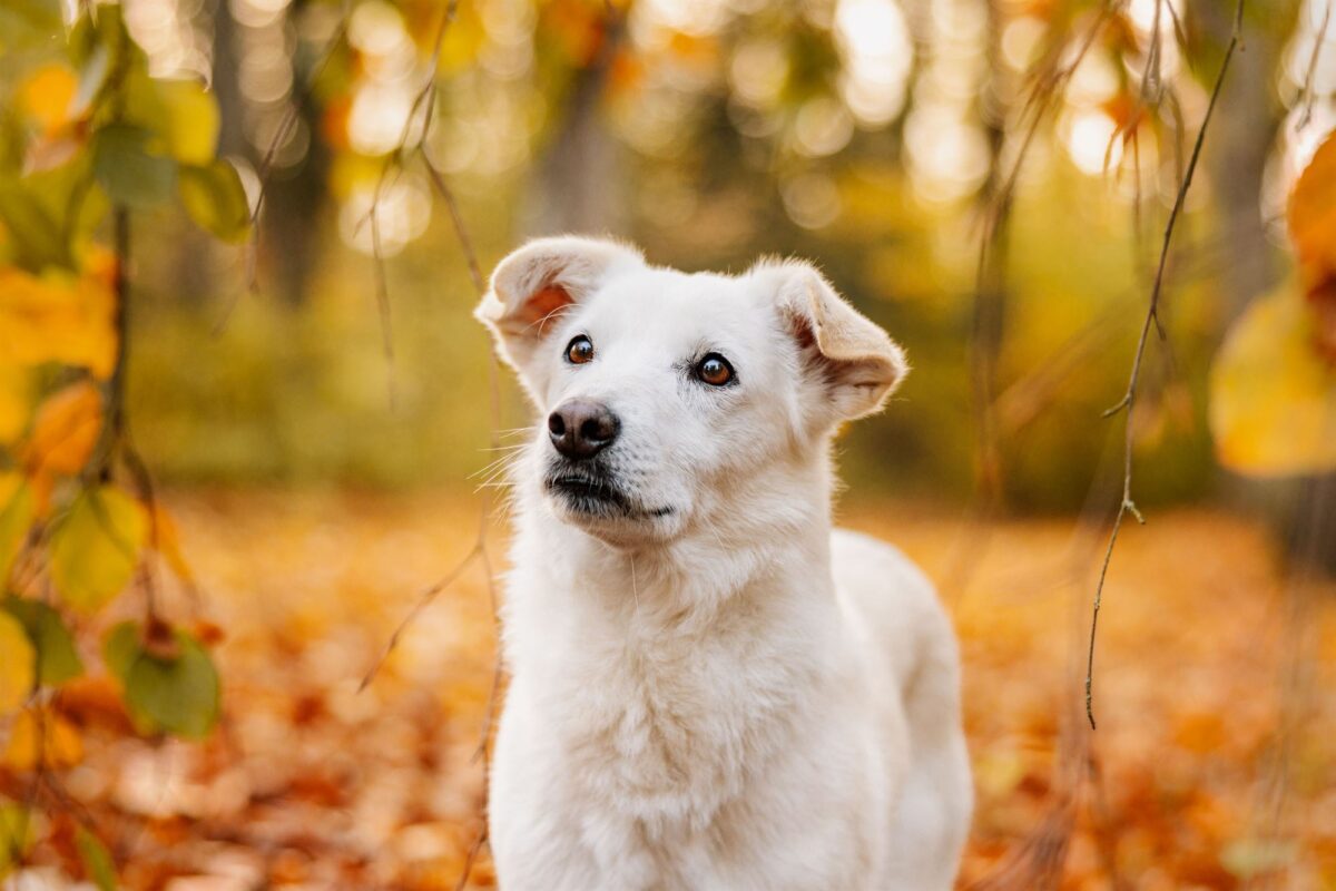 Hunde Fotoshooting mit Tierschutzhund in Würzburg
