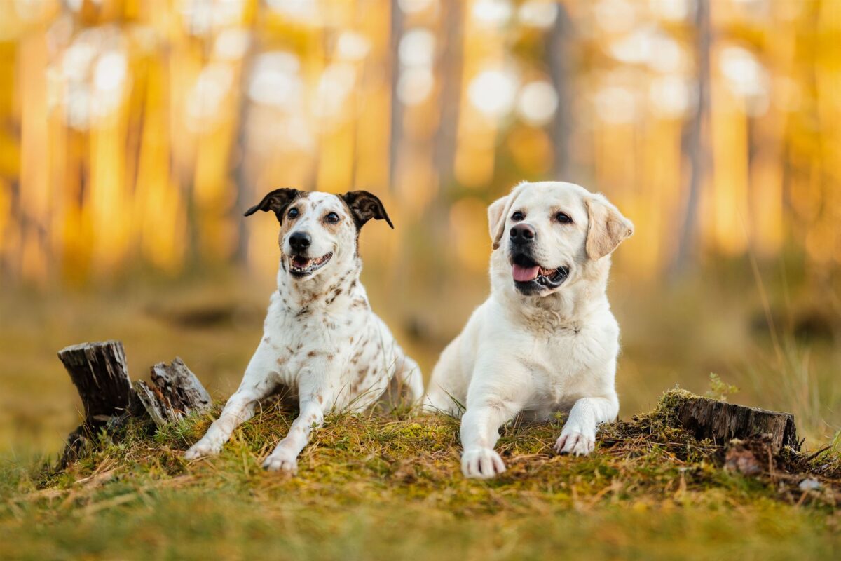 Fotoshooting-Tierfotografie-Hunde- Labrador-Tierschutzhund