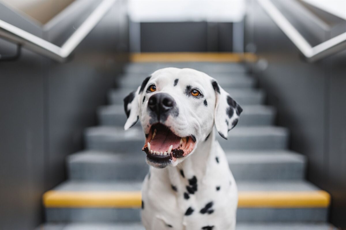 Hund-und-Mensch-Fotoshooting-Dalmatiner-Fotografin-YIART-Hundefotografie