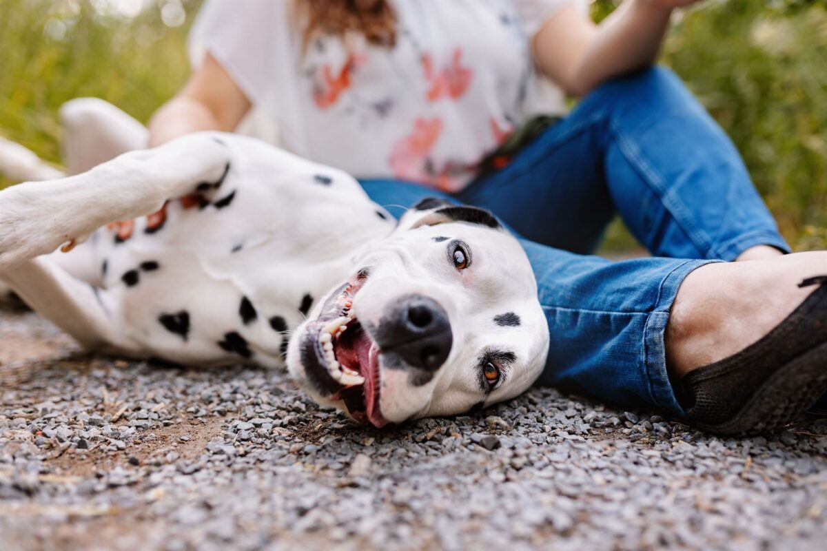 Hund-und-Mensch-Fotoshooting-Dalmatiner-Fotografin-YIART-Hundefotografie
