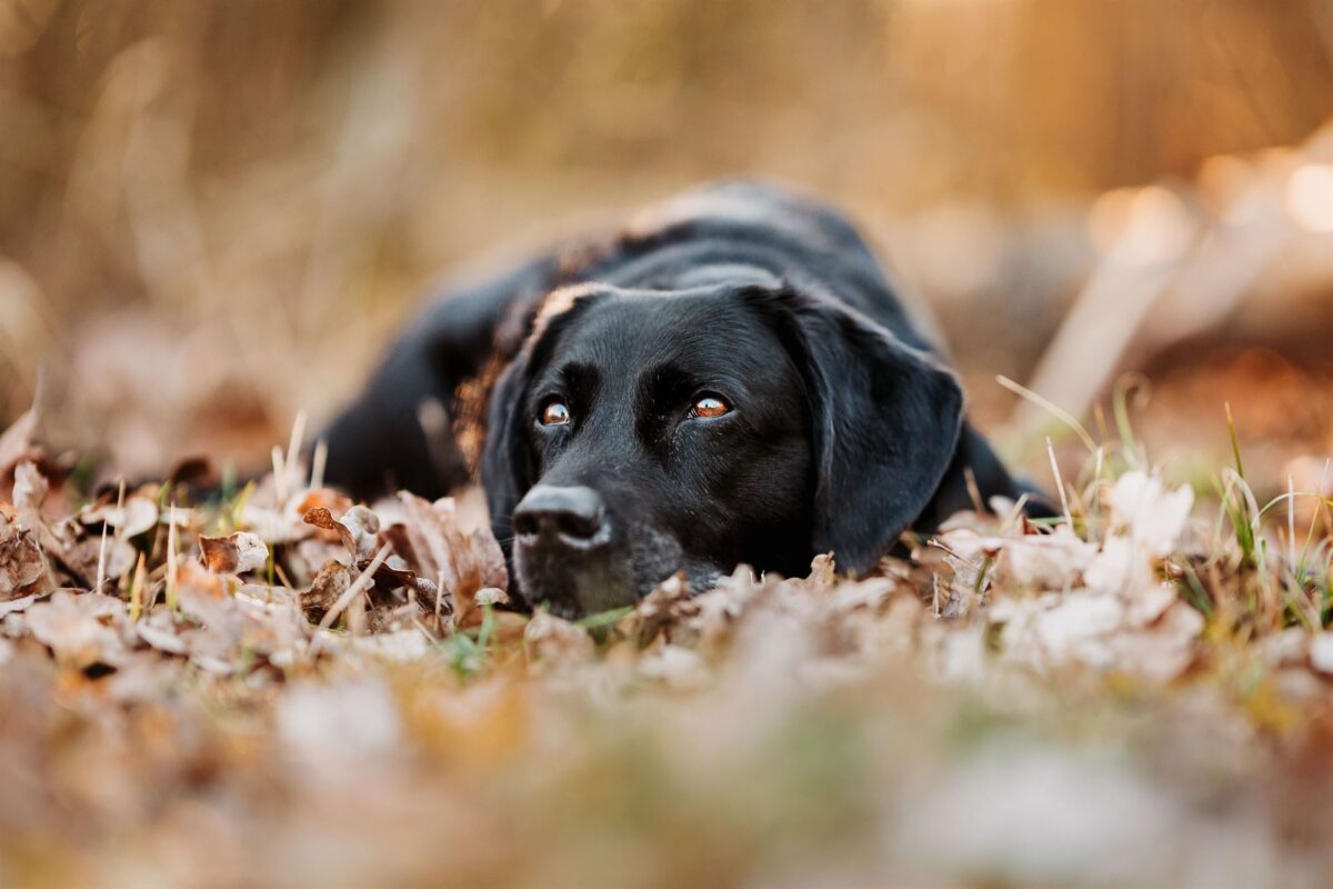 Labrador-Fotoshooting-mit-Hund-und-Mensch-Landkreis-Würzburg-Fotografin-YIART-Hundefotografie