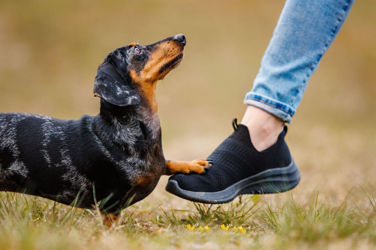 Tricolor-Dackel-Zwergdackel-Fotografin-YIART-Hundefotografie