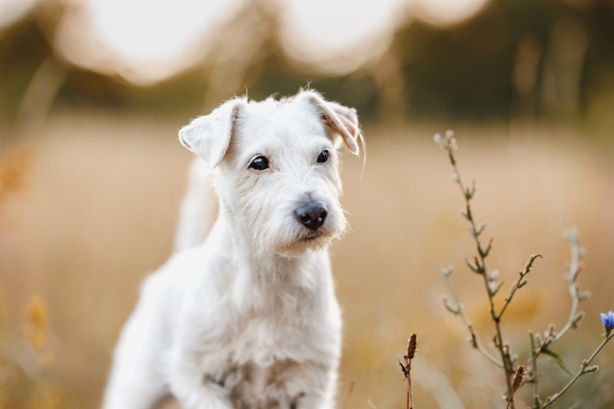 Yasemin Ikibas Hunde Fotoshooting Würzburg Familie Header