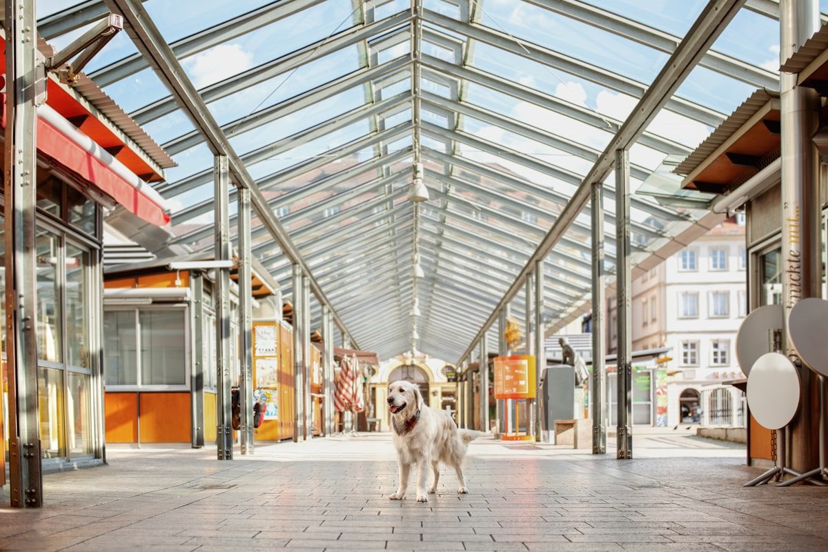 Marktplatz Würzburgkalender Yasemin-Ikibas-Wü-Dogs-Kalender-Spendenkalender-Würzburg-Hundekalender-Hunde-Kalender-2021 Marktplatz Würzburgkalender Yasemin-Ikibas-Wü-Dogs-Kalender-Spendenkalender-Würzburg-Hundekalender-Hunde-Kalender-2021