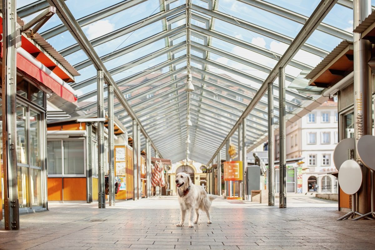 Marktplatz Würzburgkalender Yasemin-Ikibas-Wü-Dogs-Kalender-Spendenkalender-Würzburg-Hundekalender-Hunde-Kalender-2021