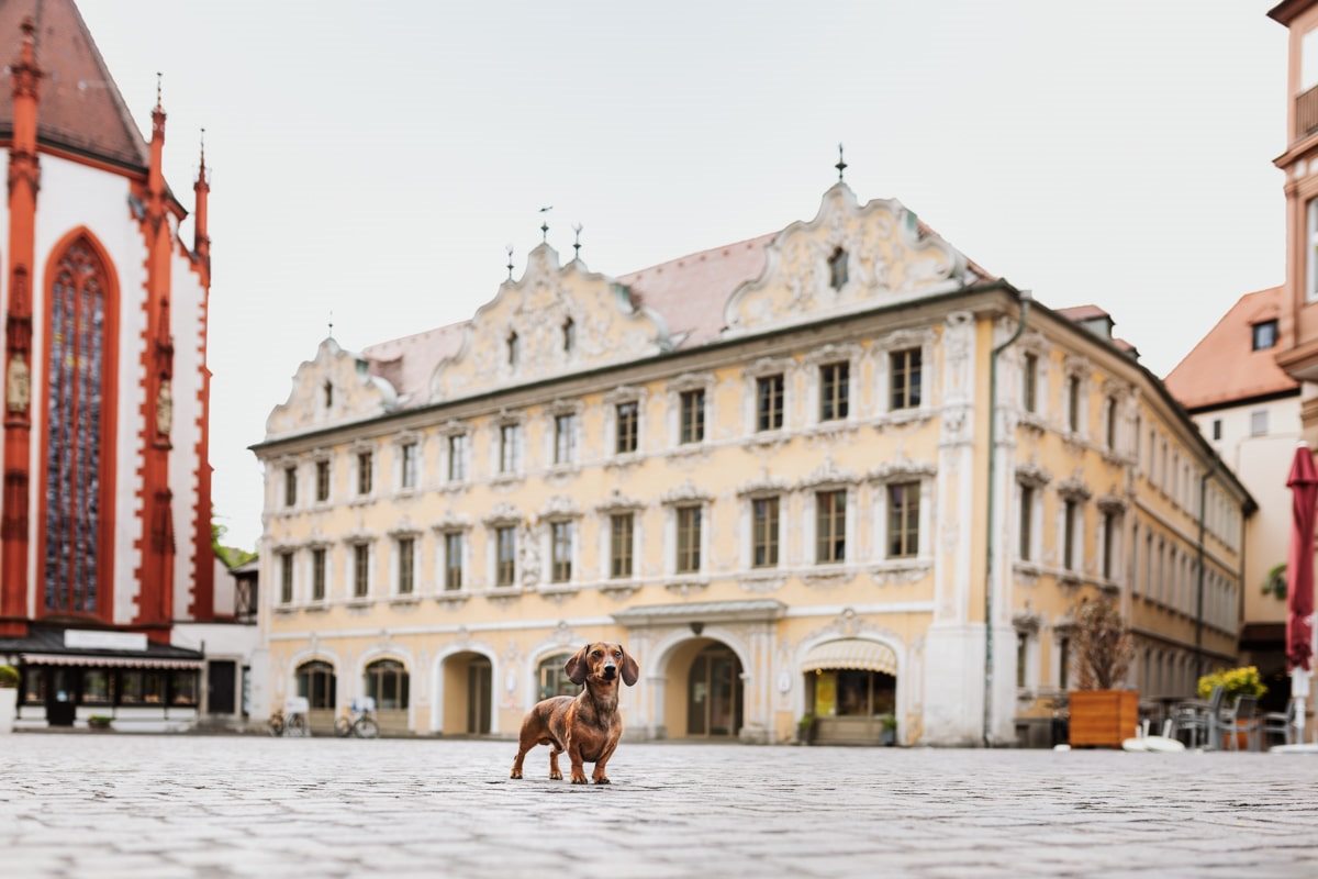 Falkenhaus Yasemin-Ikibas-Wü-Dogs-Kalender-Spendenkalender-Würzburg-Hundekalender-Hunde-Kalender-2021