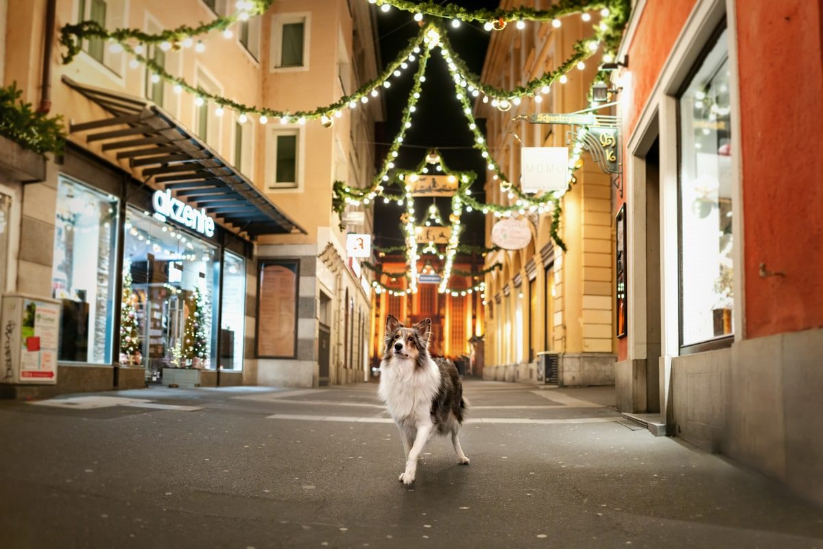 Yasemin-Ikibas-Wü-Dogs-Kalender-Spendenkalender-Würzburg-Hundekalender-Hunde-Kalender-2021 - Schustergasse