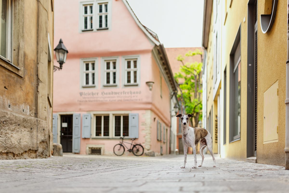 Yasemin-Ikibas-Wü-Dogs-Kalender-Spendenkalender-Würzburg-Hundekalender-Hunde-Kalender-2021-Hubland-Altstadt-Marktplatz (1)
