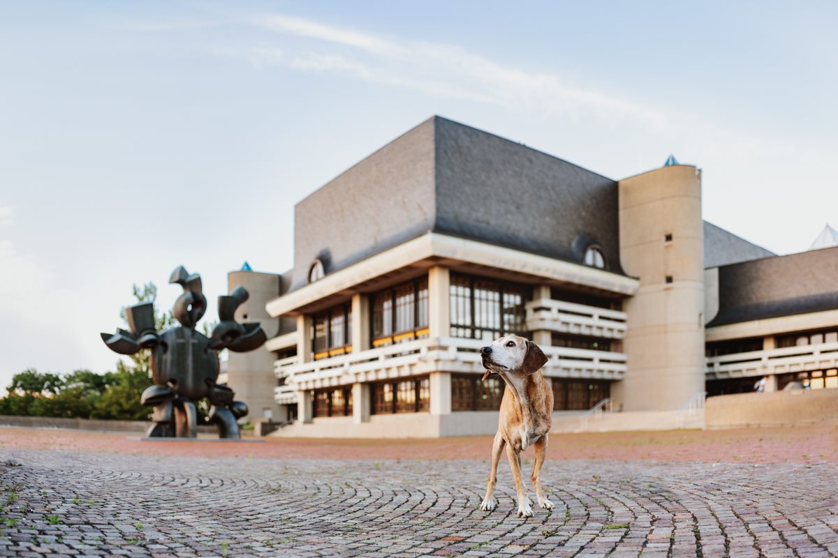 Yasemin-Ikibas-Wü-Dogs-Kalender-Spendenkalender-Würzburg-Hundekalender-Hunde-Kalender-2021-Hubland-Altstadt-Marktplatz (2)