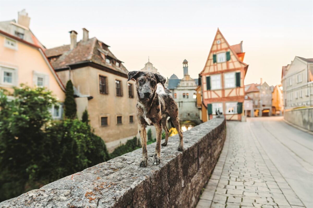 Hütehund-Mix Calimero im Malerwinkel in Marktsteft mit Fachwerkhäusern – Wü-Dogs Kalenderfoto