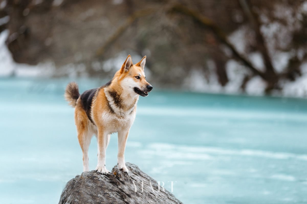 Hund auf Stein
