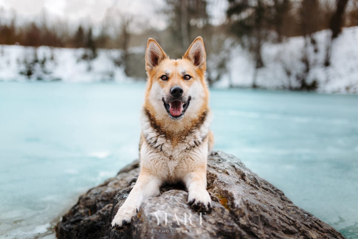 Hund auf Stein